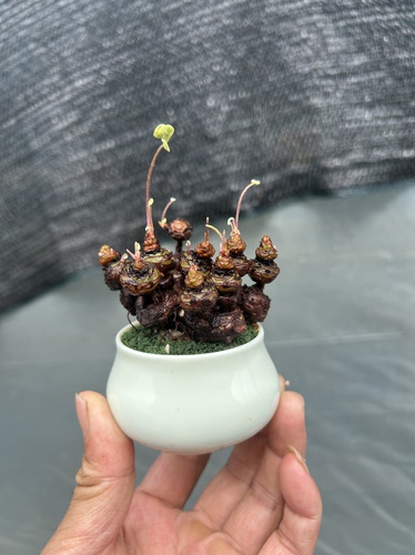 新品酢浆草微盆景造三叶草室内客厅办公室山野草好养茶台绿植盆栽