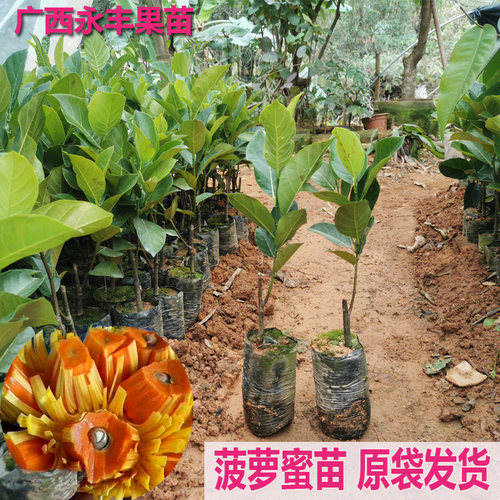 包邮带土果苗果树苗菠萝蜜苗庭院
