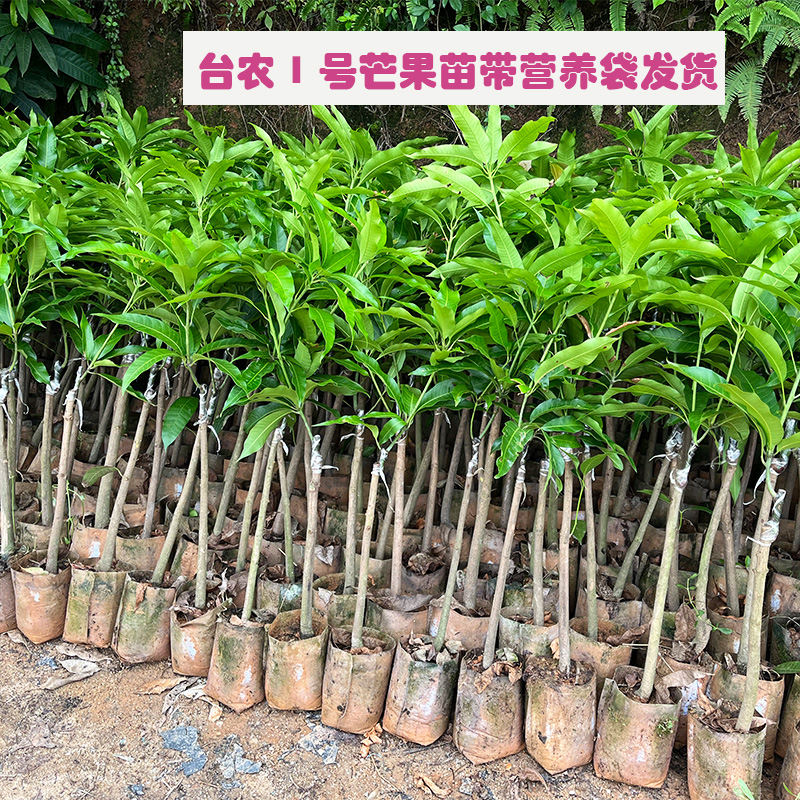 带土包邮营养杯果树苗芒果苗台农一号苗庭院植物盆栽结果果园