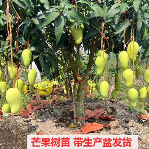 果树苗芒果苗壮苗台农红贵妃金煌