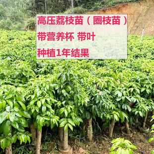 荔枝苗带营养土杯妃子笑桂味荔枝高压苗老桩苗盆栽庭院果园种植