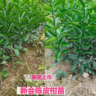 带土包邮果苗果树苗新会柑苗陈皮柑苗果园种植制作陈皮营养土杯
