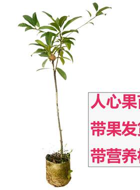 南北方四季带土盆果树常绿