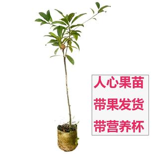带花果带营养土杯人心果苗树苗水果树四季盆栽地栽阳台庭院种植