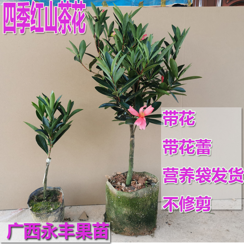 包邮 带花 带花蕾 带花苞 四季红山茶花苗 红山茶苗 庭院盆栽