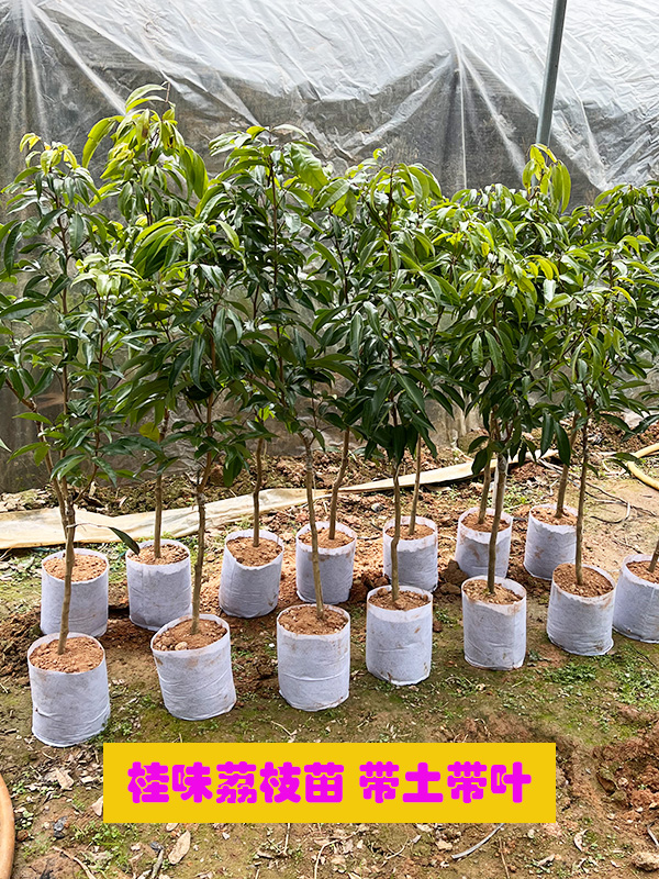 带土包邮荔枝苗 桂味荔枝树苗 核小清甜 庭院种植 盆栽结果挂花香_虎窝淘
