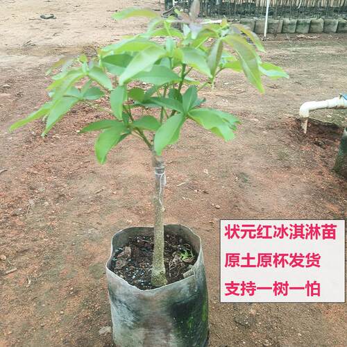 状元红冰淇淋果苗原盆土庭院地栽