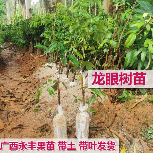 包邮桂圆石峡储良四季盆栽果树苗