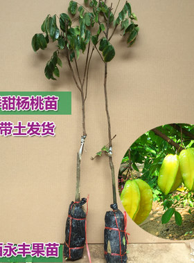 包邮果树苗杨桃苗杨桃四季盆栽