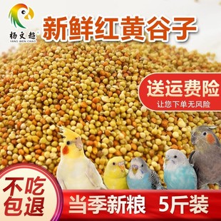 黄谷子 红谷子/带壳小米/1:1混合粟谷鹦鹉 鸟粮鸟食鸟饲料500克