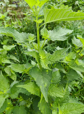 湖南湘潭新鲜藿香茎叶菜绿色天然食用农产品带杆发货现摘现发100g
