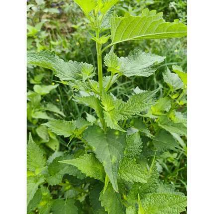 湖南湘潭新鲜藿香茎叶菜绿色天然食用农产品带杆发货现摘现发100g