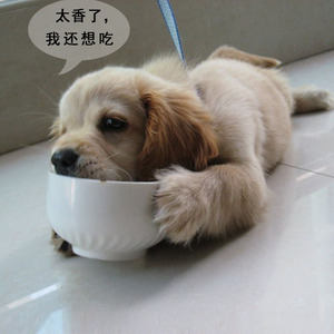 宠物狗粮猫粮饲料添加剂田园犬泰迪阿拉斯加金毛土狗催肥促长