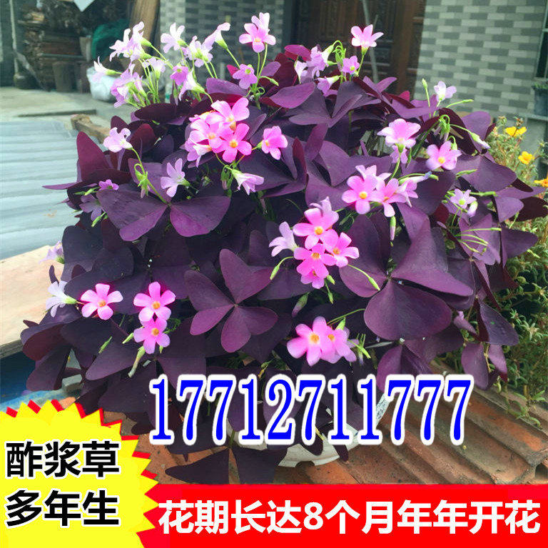 紫叶草紫蝴蝶紫叶酢浆草种球种子红花白花三叶草幸运草红花酢浆草