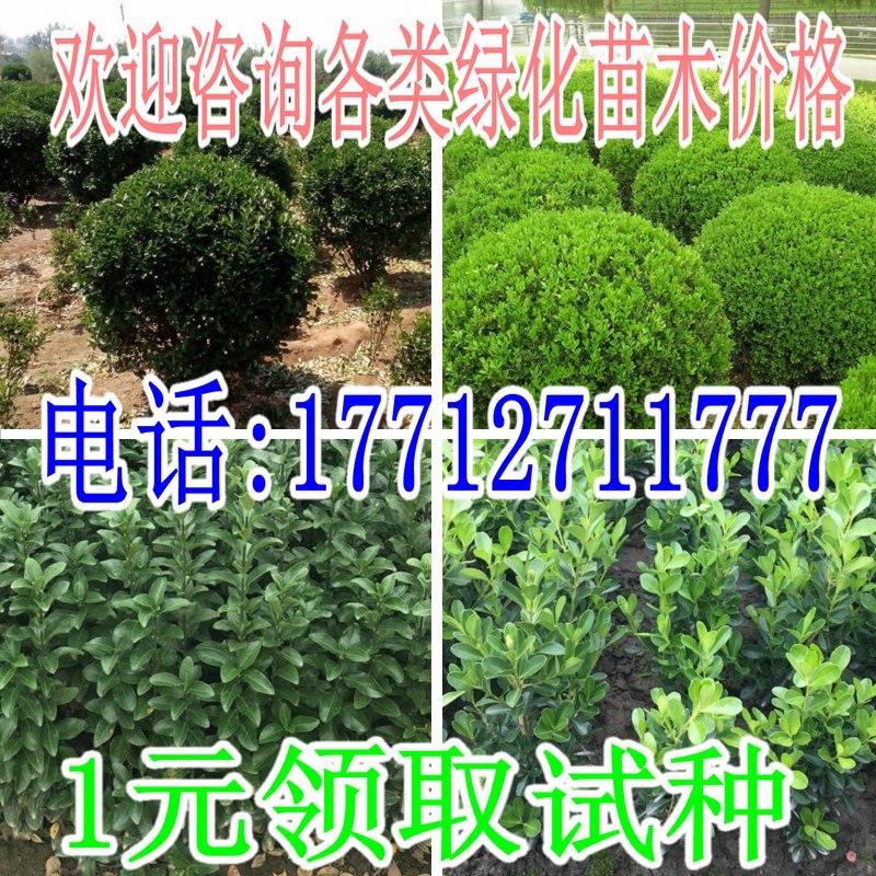 围墙树苗四季常青大叶黄杨苗小叶黄杨瓜子黄杨小苗庭院植物绿化苗
