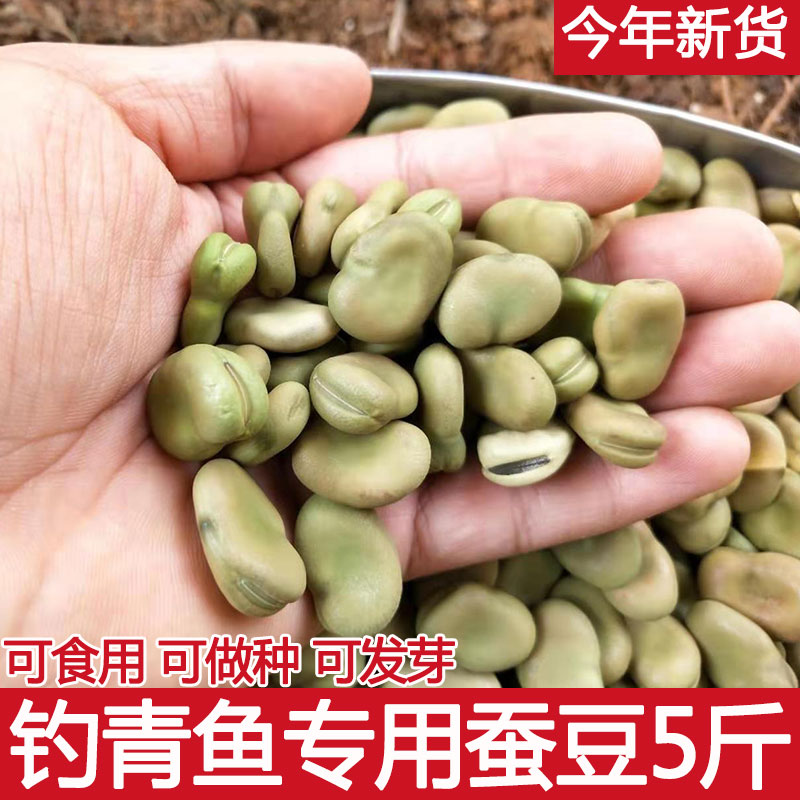 云南特产新鲜蚕豆干货生胡豆5斤绿皮罗汉豆钓青鱼饵高产蚕豆种子-封面