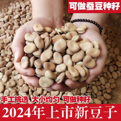 2024新货干蚕豆 新鲜散装蚕豆5斤罗汉豆胡豆可做种籽炸生蚕豆种