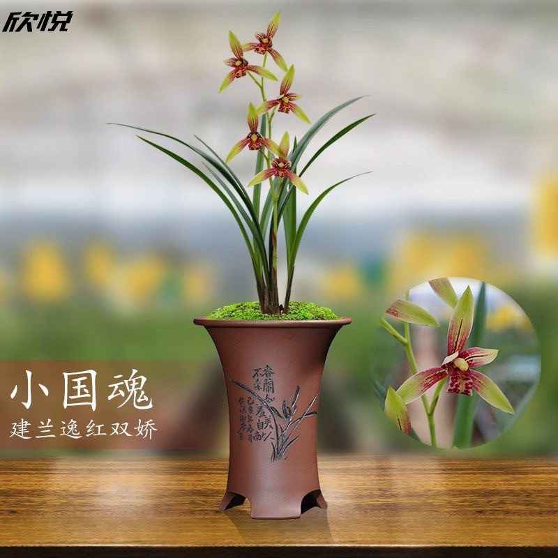 建兰小国魂逸红双娇国兰正品四季兰花苗室内好养易成活浓香型盆栽