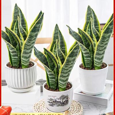 Golden edged tiger skin green plants potted hydroponics ind