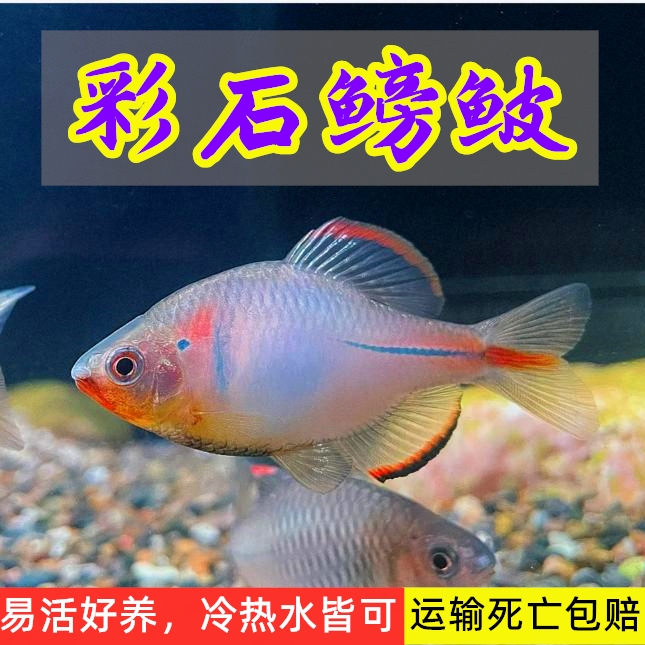 中华彩石鳑鲏旁皮除藻观赏鱼活体水族宠物原生鱼群游小型淡水冷水-封面