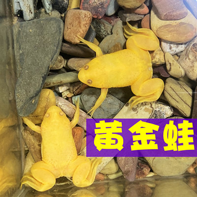 淡水不加热黄金蛙招财娃