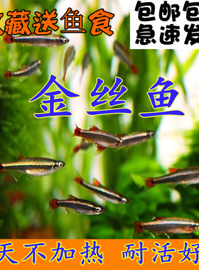 白云金丝瑰丽不加热群游