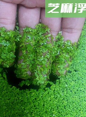 鱼缸造景肚兜浮萍水草圆心萍槐叶萍水边水草活体植物造景装饰真品