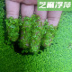 鱼缸造景肚兜浮萍水草圆心萍槐叶萍水边水草活体植物造景装 饰真品