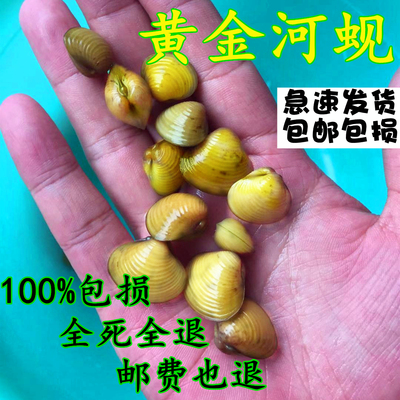 冷水淡水河蚬河蚌净化水质除绿水