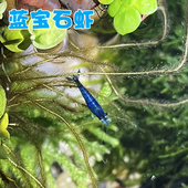 蓝宝石虾观赏虾除丝藻清洁虾冷淡水虾清洁工水晶虾不吃水草可繁殖