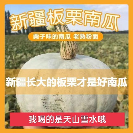 正宗新疆银栗南瓜新鲜银板栗南瓜宝宝辅食香甜粉糯新鲜南瓜基地