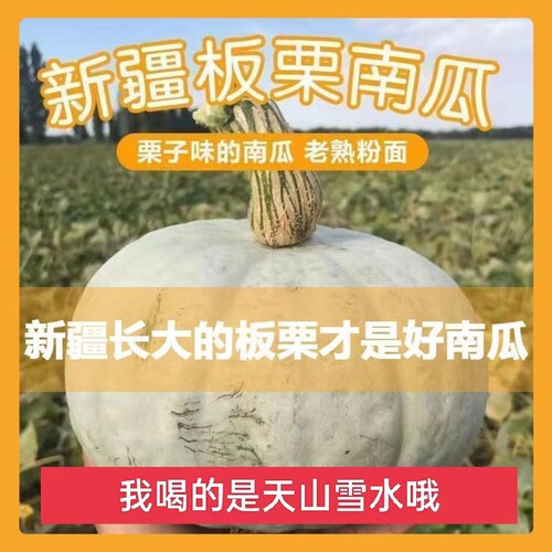 新疆南瓜板栗味香糯甜粉