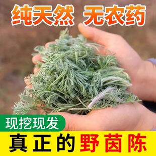 2026新鲜茵陈野生白蒿鲜嫩正月绵茵陈蒿先挖现发农家野菜茵陈