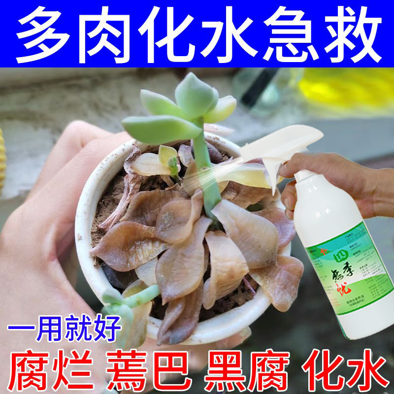 多肉化水急救腐烂黑腐化花卉肥料
