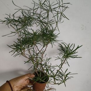 柳叶麒麟大戟科块根耐旱沙漠植物 明星同款 多肉植物