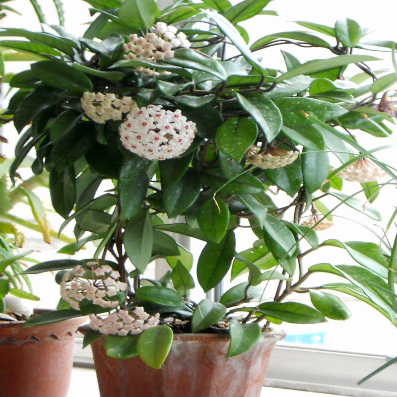 球兰花苗包邮带当年开大花卉室内爬藤喜阴绿叶植物盆栽吊兰卷心形