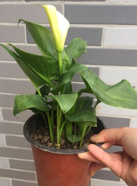 白色马蹄莲花苗盆栽室内阳台植物海芋可水培花卉绿植马蹄莲