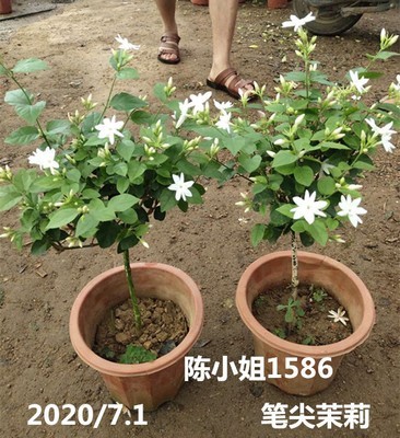 单瓣笔尖茉莉花独杆型盆栽