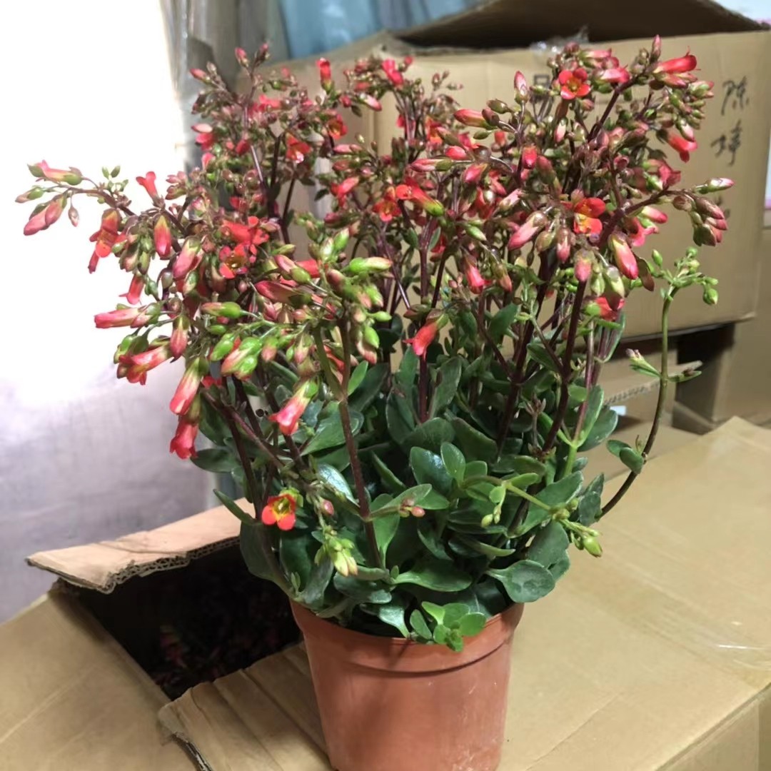 小宫灯凤尾宫灯长寿花盆栽带花苞发货,鲜花速递/花卉仿真/绿植园艺,时令草本花卉,淘宝优惠券,粉丝福利购,淘宝优惠卷