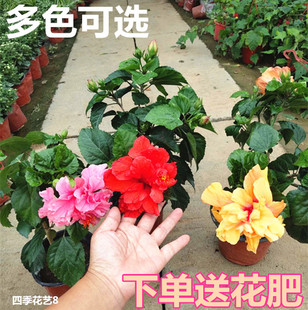 扶桑花巨大花重瓣带花苞扶桑花种子开花朱槿杜丹盆栽花卉