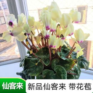 一代仙客来年宵带花盆栽兔子花鹤仙来进口种球室内易养原土盆包邮