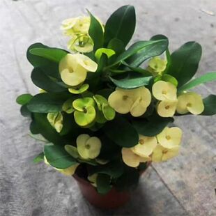 黄花虎刺梅红花虎盆栽带花大叶大花麒麟铁海棠开花包邮