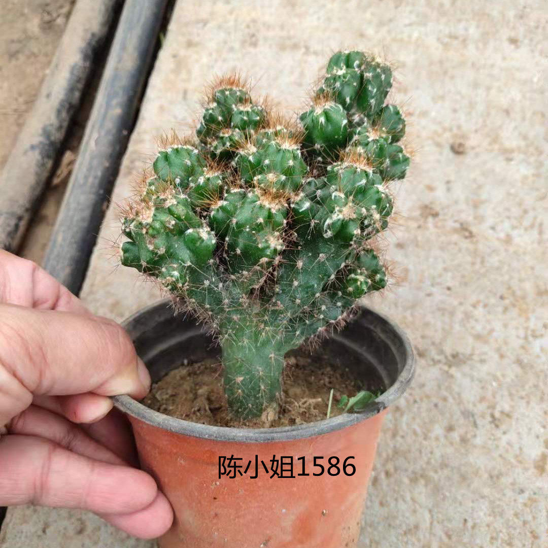 仙人山虎头罗汉山影拳仙人掌类沙生多肉植物虎头山影盆栽花卉