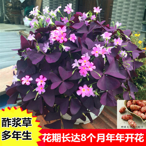 紫叶酢浆草种球种子春夏秋