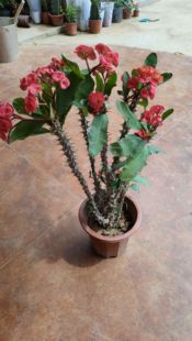 大叶大花虎刺梅