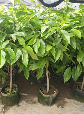 芳香花卉黄兰树苗 浓香型白玉兰花苗白兰花盆栽 黄桷兰树苗