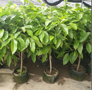 芳香花卉黄兰树苗 浓香型白玉兰花苗白兰花盆栽 黄桷兰树苗