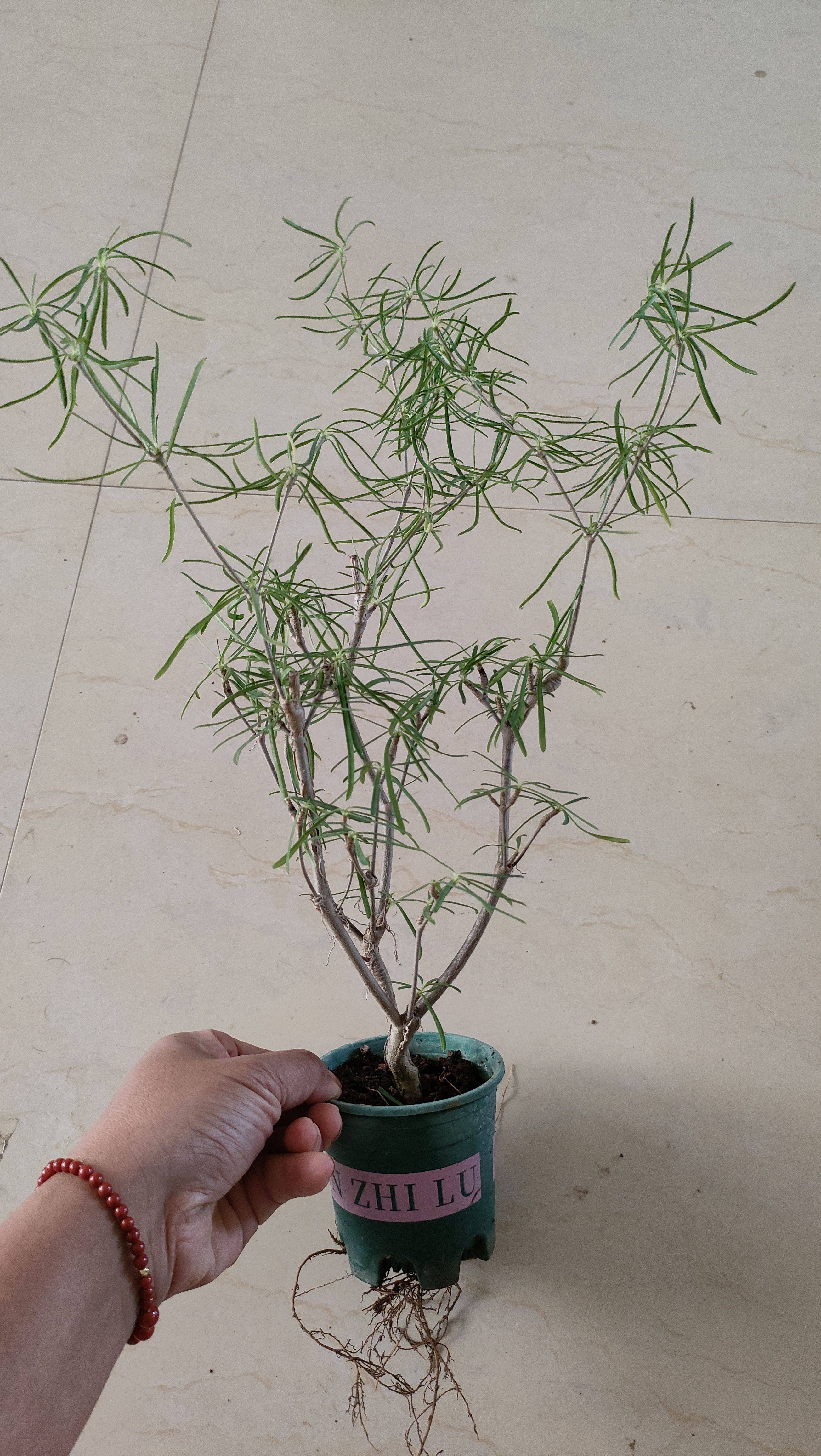 柳叶麒麟块根植物大戟科群生多肉植物老桩盆室内好养造景绿植花卉