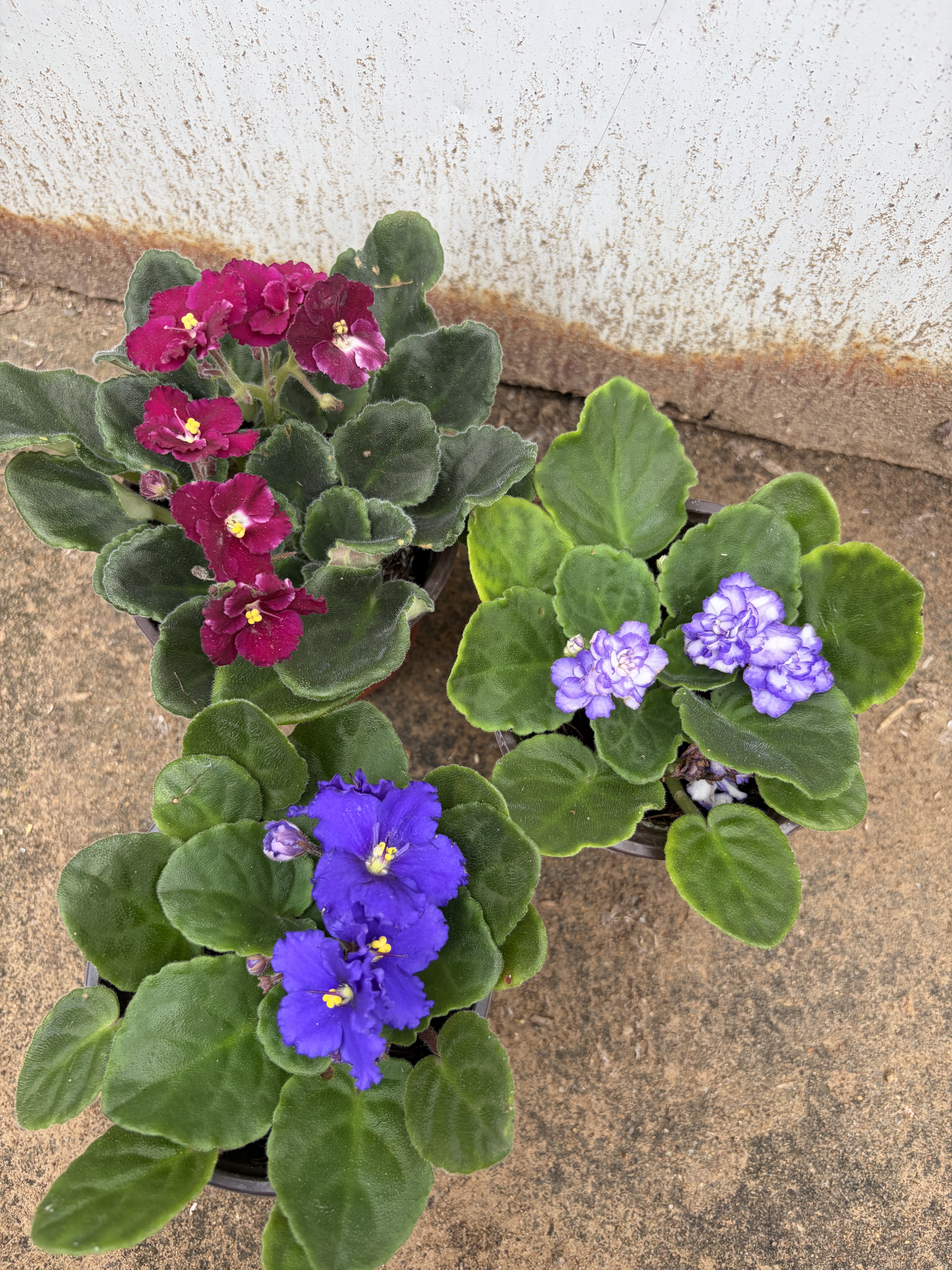 非洲堇盆栽室内盆栽花苗易养植物阳台花卉观花盆栽紫罗兰130盆