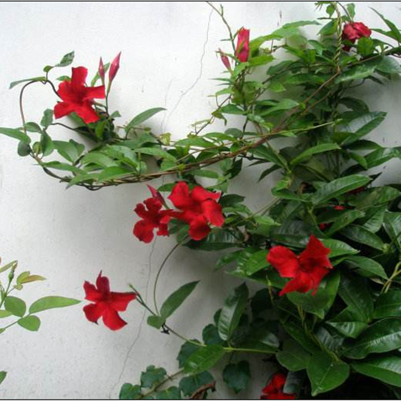 双喜藤红蝉花飘香藤耐热花期长爬藤植物开花盆栽带花发货包邮
